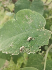 Macrodactylus mexicanus