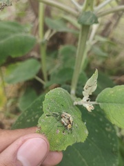 Macrodactylus mexicanus