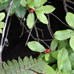 Vaccinium calycinum