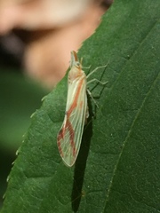 Otiocerus coquebertii