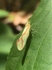 Otiocerus coquebertii