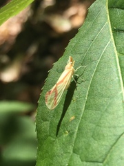 Otiocerus coquebertii