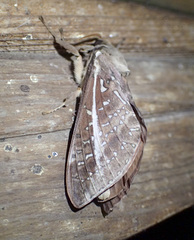 Oxycanus australis