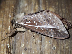 Oxycanus australis