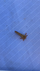 Phymatopus hectoides