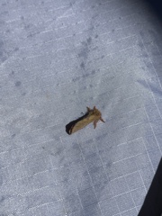 Phymatopus hectoides