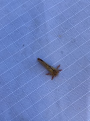 Phymatopus hectoides