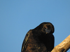 Corvus corax