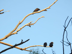 Corvus corax