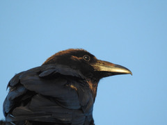 Corvus corax