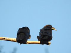 Corvus corax