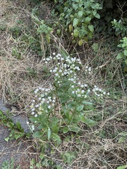 Erigeron strigosus