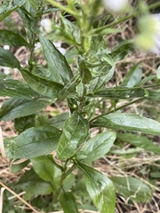 Erigeron strigosus
