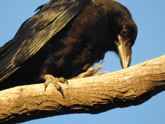 Corvus corax