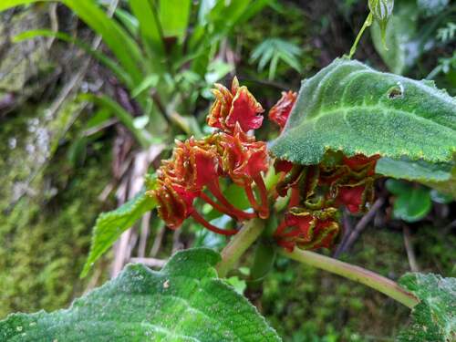 Drymonia latifolia