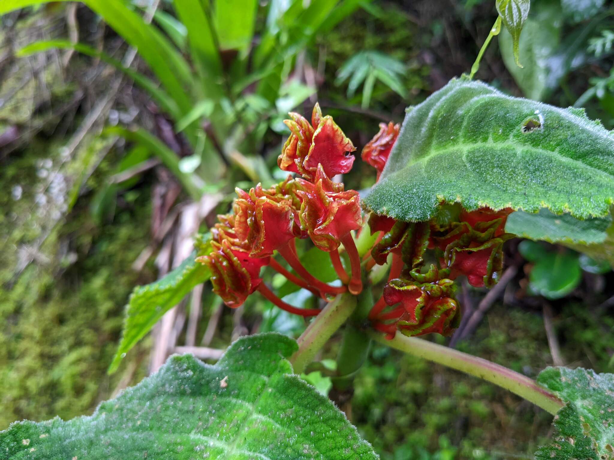 Drymonia latifolia