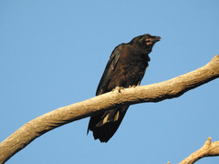 Corvus corax