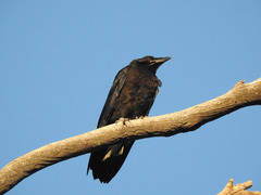 Corvus corax