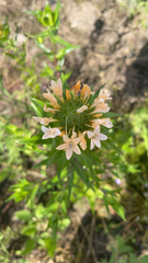 Collomia grandiflora