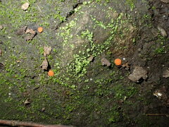 Scutellinia minor