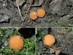 Scutellinia minor