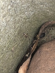 Asagena americana