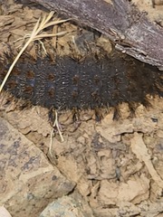 Hemileuca eglanterina