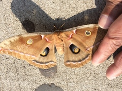 Antheraea polyphemus