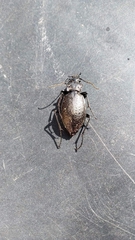 Carabus rossii