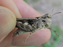 Encoptolophus costalis