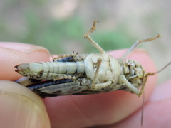 Encoptolophus costalis