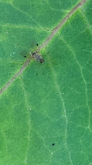 Chrysopilus modestus