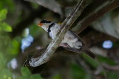 Arremon flavirostris