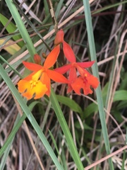 Epidendrum radicans