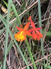 Epidendrum radicans