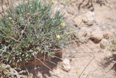 Eriogonum lachnogynum