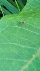 Chrysopilus modestus