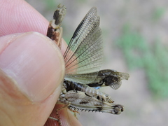 Encoptolophus costalis