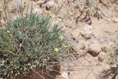 Eriogonum lachnogynum