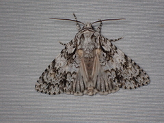Acronicta marmorata