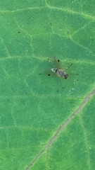 Chrysopilus modestus