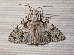 Acronicta marmorata