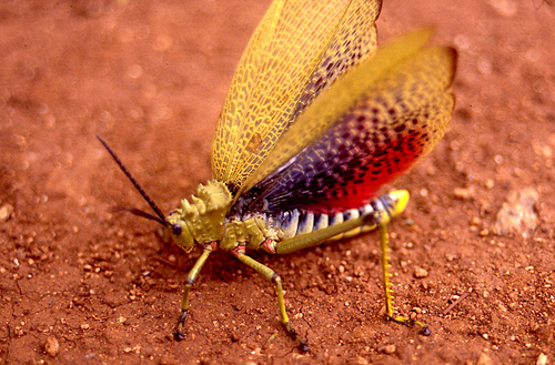 Green Milkweed Locust