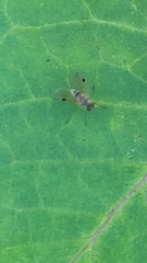 Chrysopilus modestus