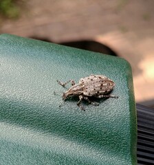 Ithycerus noveboracensis