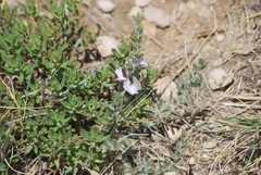 Acmaeodera robigo