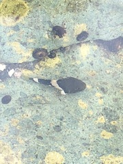 Myoxocephalus