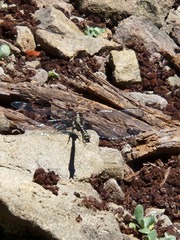 Phanogomphus kurilis