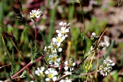 Ivesia santolinoides