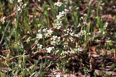 Ivesia santolinoides